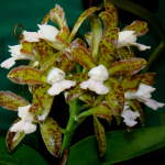 Cattleya leopoldii